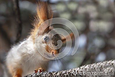Cute baby squirrel. Cute squirrel. Orange-grey squirrel Stock Photo