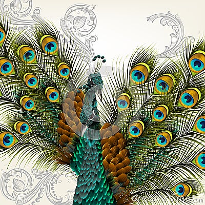 Cute background with vector detailed pair of peacocks on white Stock Photo