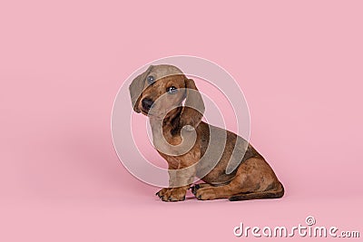 Cute badger dog puppy looking at the camera sitting on a pink background Stock Photo