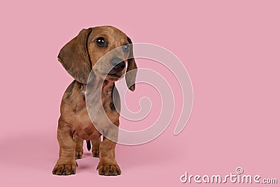 Cute badger dog puppy standing looking away on a pink background Stock Photo