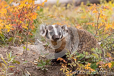 Cute Badger in Fall in Wyoming Stock Photo
