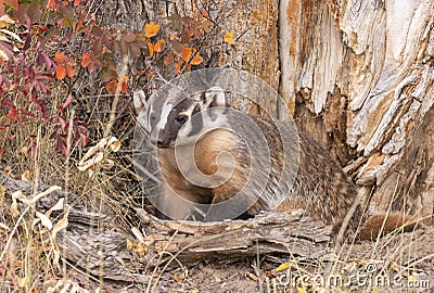 Cute Badger in Fall in Wyoming Stock Photo