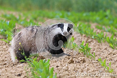 Cute badger looking Stock Photo