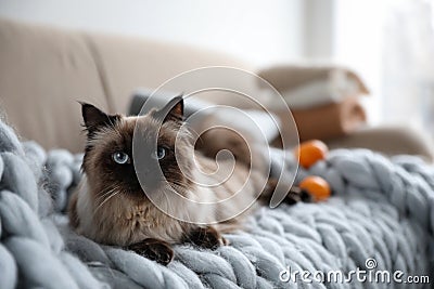 Cute Balinese cat on sofa. Fluffy pet Stock Photo