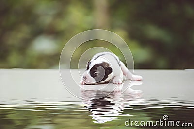 Cute Bangkaew puppy puppies Stock Photo