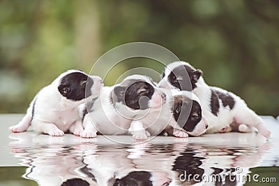 Cute Bangkaew puppy puppies Stock Photo