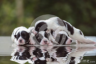 Cute Bangkaew puppy puppies Stock Photo