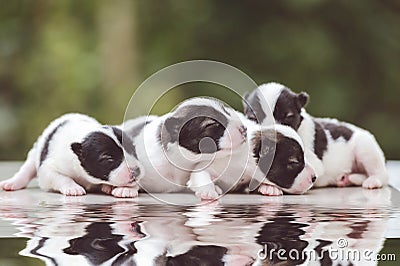 Cute Bangkaew puppy puppies Stock Photo