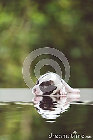 Cute Bangkaew puppy puppies Stock Photo