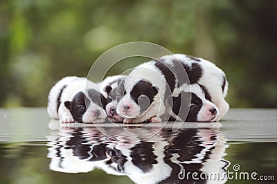 Cute Bangkaew puppy puppies Stock Photo