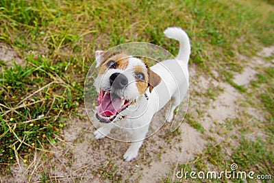 Cute barking dog Stock Photo