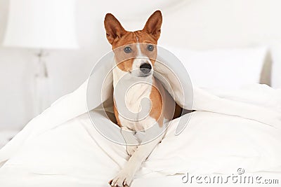 Cute Basenji dog lying on the bed Stock Photo