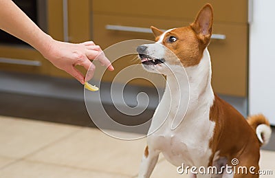 Cute basenji dog wonders about eating lemon Stock Photo