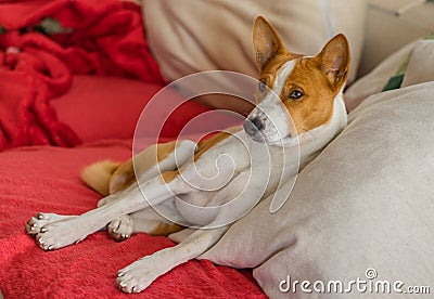 Cute basenji having rest on the luxurious cushion Stock Photo