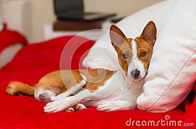 Cute basenji having rest Stock Photo