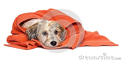 Cute bathed havanese puppy dog wrapped in an orange towel Stock Photo