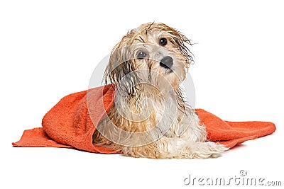 Cute bathed havanese puppy dog wrapped in an orange towel Stock Photo