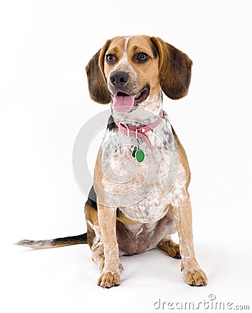 Cute Beagle Stock Photo