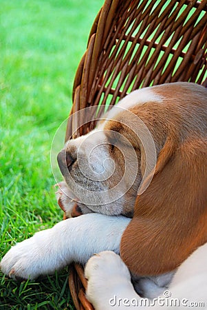 Cute beagle Stock Photo