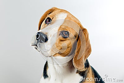 Cute beagle Stock Photo