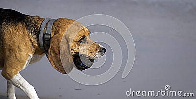Cute Beagle at the beach chasing a ball Stock Photo