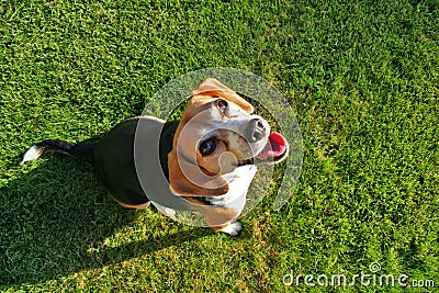 Cute beagle dog Stock Photo