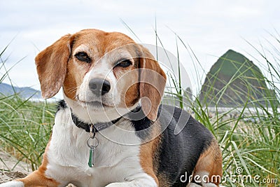 Cute beagle dog Stock Photo