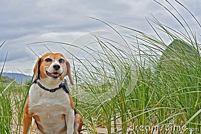 Cute beagle dog Stock Photo