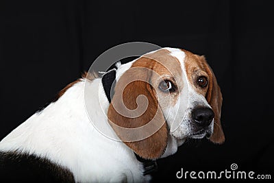 Cute beagle dog Stock Photo