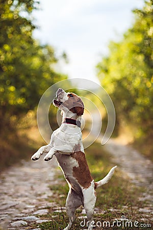 A Cute Beagle Dog Begs Stock Photo