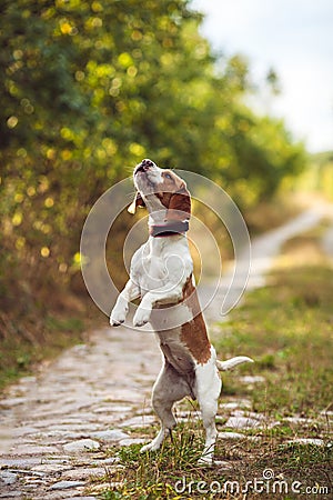 A Cute Beagle Dog Begs Stock Photo