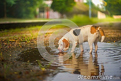 A cute beagle dog drinking water in a small puddle in the park. Stock Photo