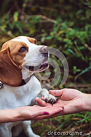 A Cute Beagle Dog Gives A Paw Stock Photo