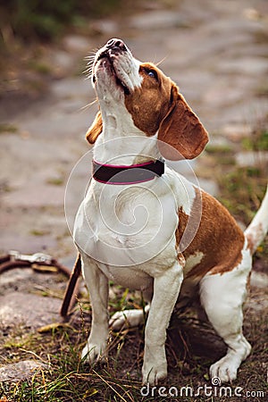 A Cute Beagle Dog Stock Photo