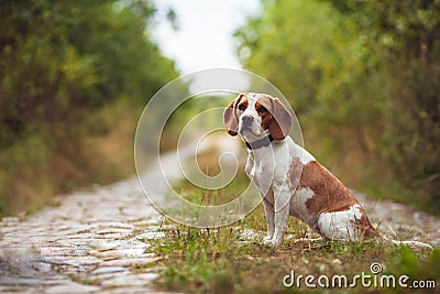 A Cute Beagle Dog In The Nature Stock Photo