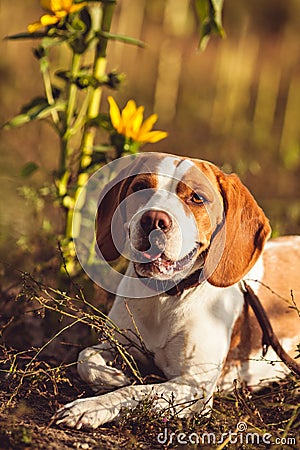 A Cute Beagle Dog In The Nature Stock Photo