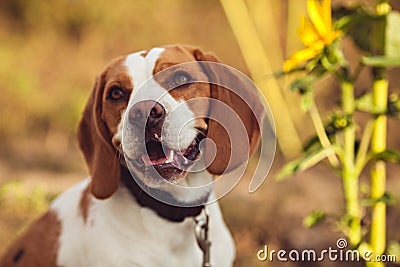 A Cute Beagle Dog In The Nature Stock Photo