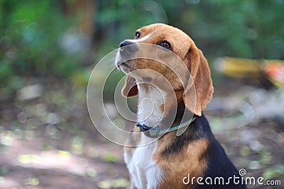 Beagle dog. Stock Photo