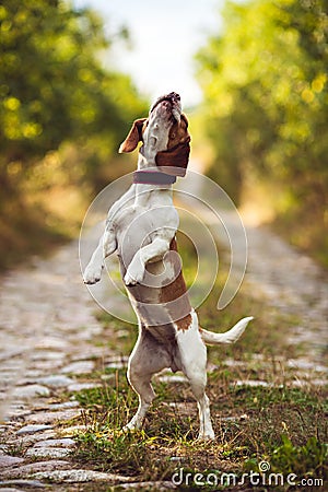 A Cute Beagle Dog Playing In The Nature Stock Photo