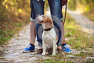 A Cute Beagle Dog Sits In The Nature Stock Photo