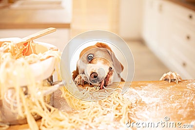 Cute beagle with food in the kitchen Stock Photo