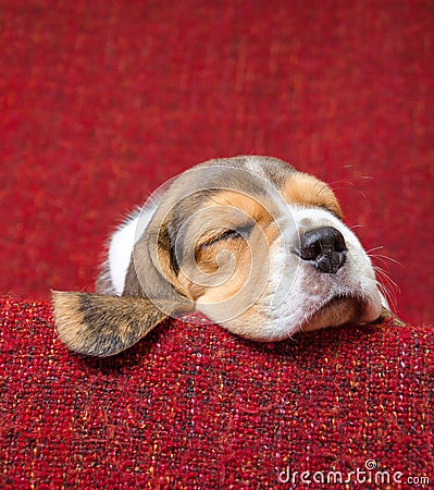 Cute beagle puppet sleeping on red blanket Stock Photo