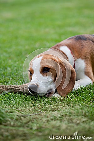 Cute beagle puppy Stock Photo