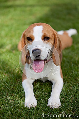 Cute beagle puppy Stock Photo