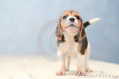 Cute beagle puppy dog Stock Photo