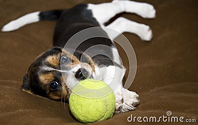 Cute Beagle Puppy Laying Down Stock Photo