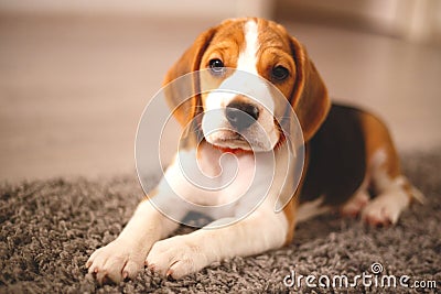 Cute beagle puppy lies on the carpet Stock Photo