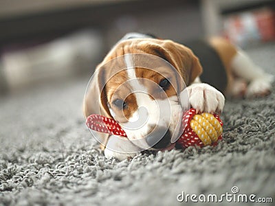 Cute beagle puppy lies on the carpet Stock Photo