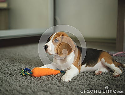 Cute beagle puppy lies on the carpet in the room Stock Photo