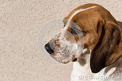 Cute beagle with sad eyes Stock Photo